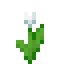 White Tulip item icon