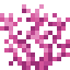Brain Coral item icon